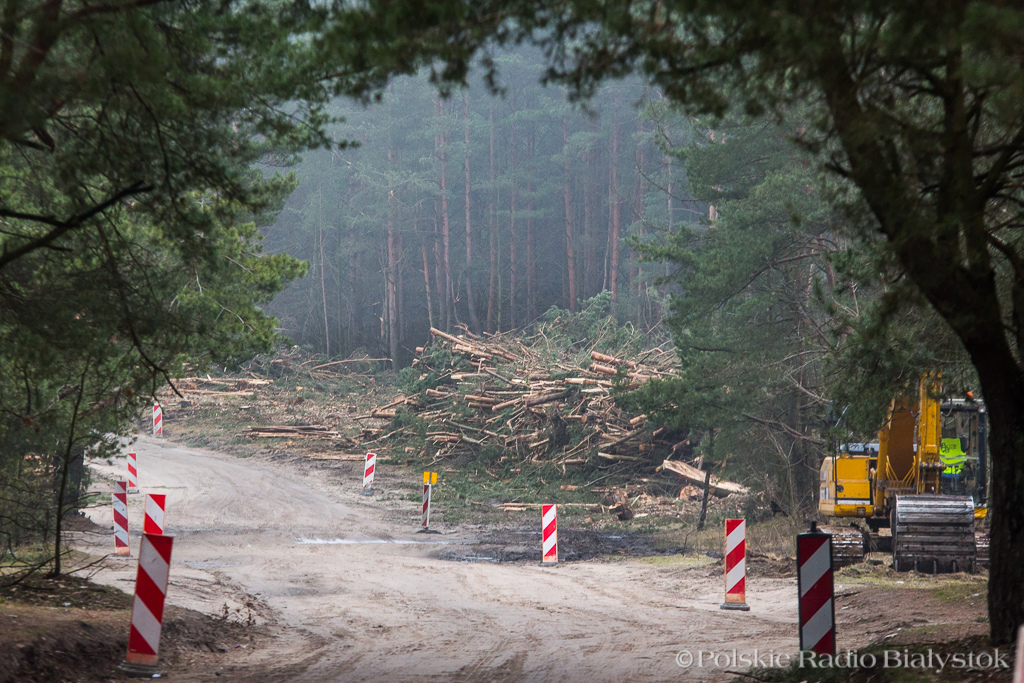 Wycinka drzew pod budowę Trasy Niepodległości w Białymstoku