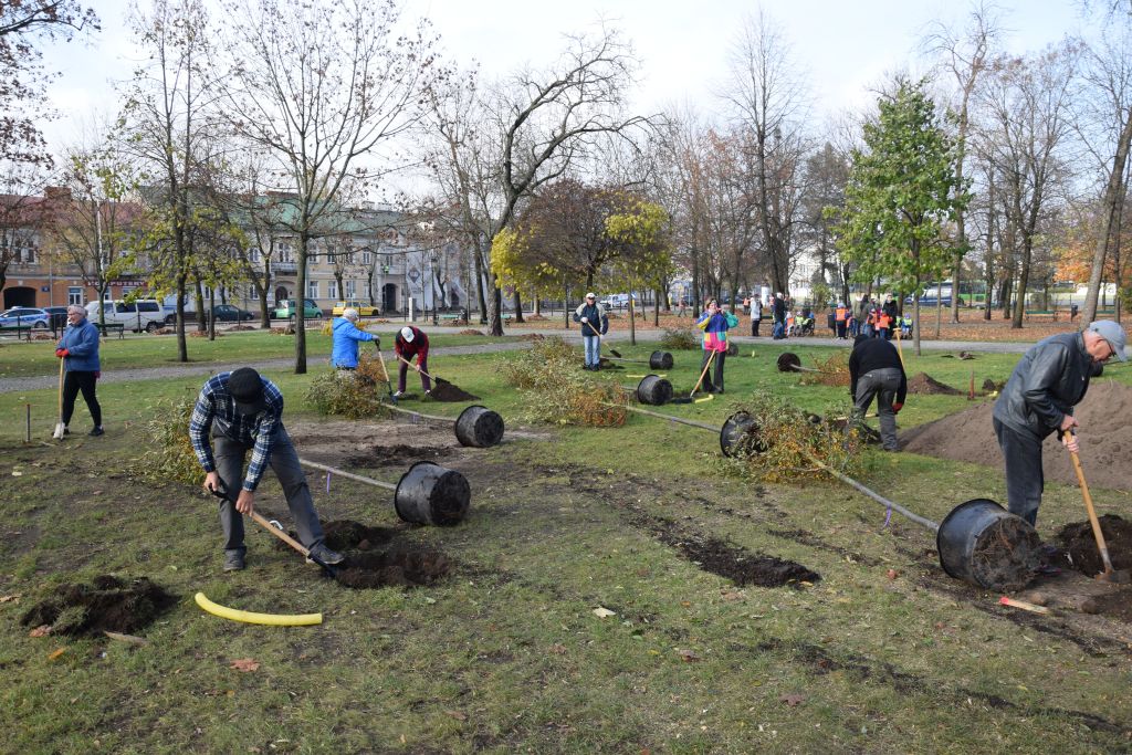 Nowe jabłonie, klony i sosny w suwalskim parku