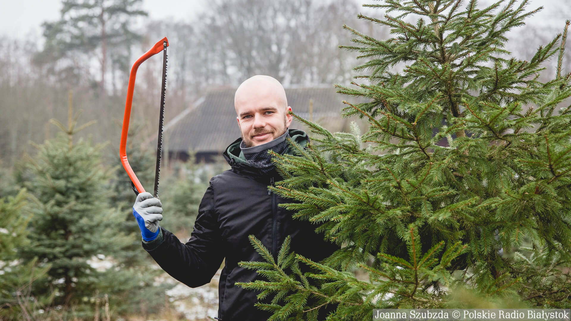 W 31 nadleśnictwach w naszym regionie można kupić bożonarodzeniowe drzewka