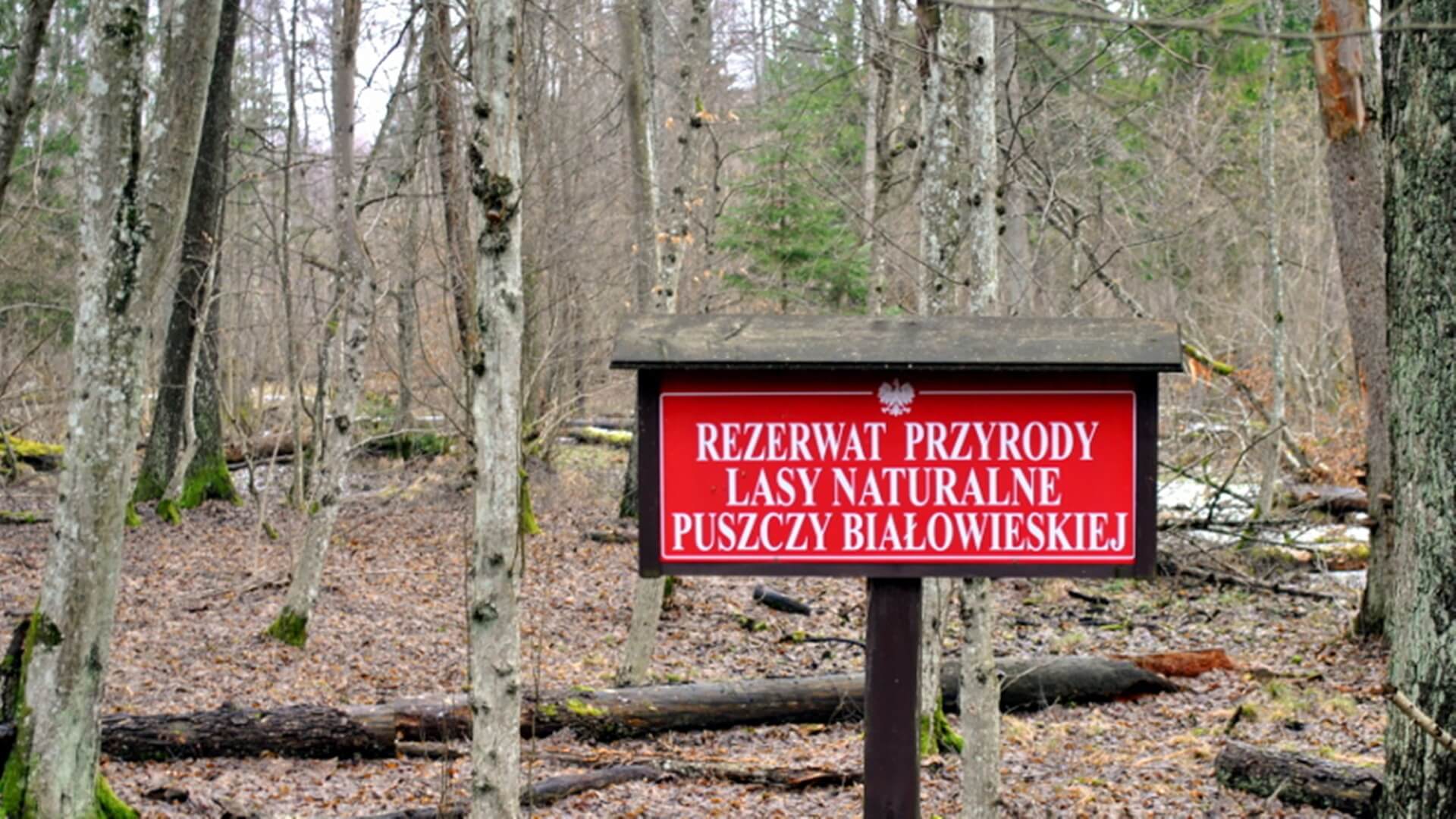 Zakaz cięć w Puszczy Białowieskiej  utrzymany