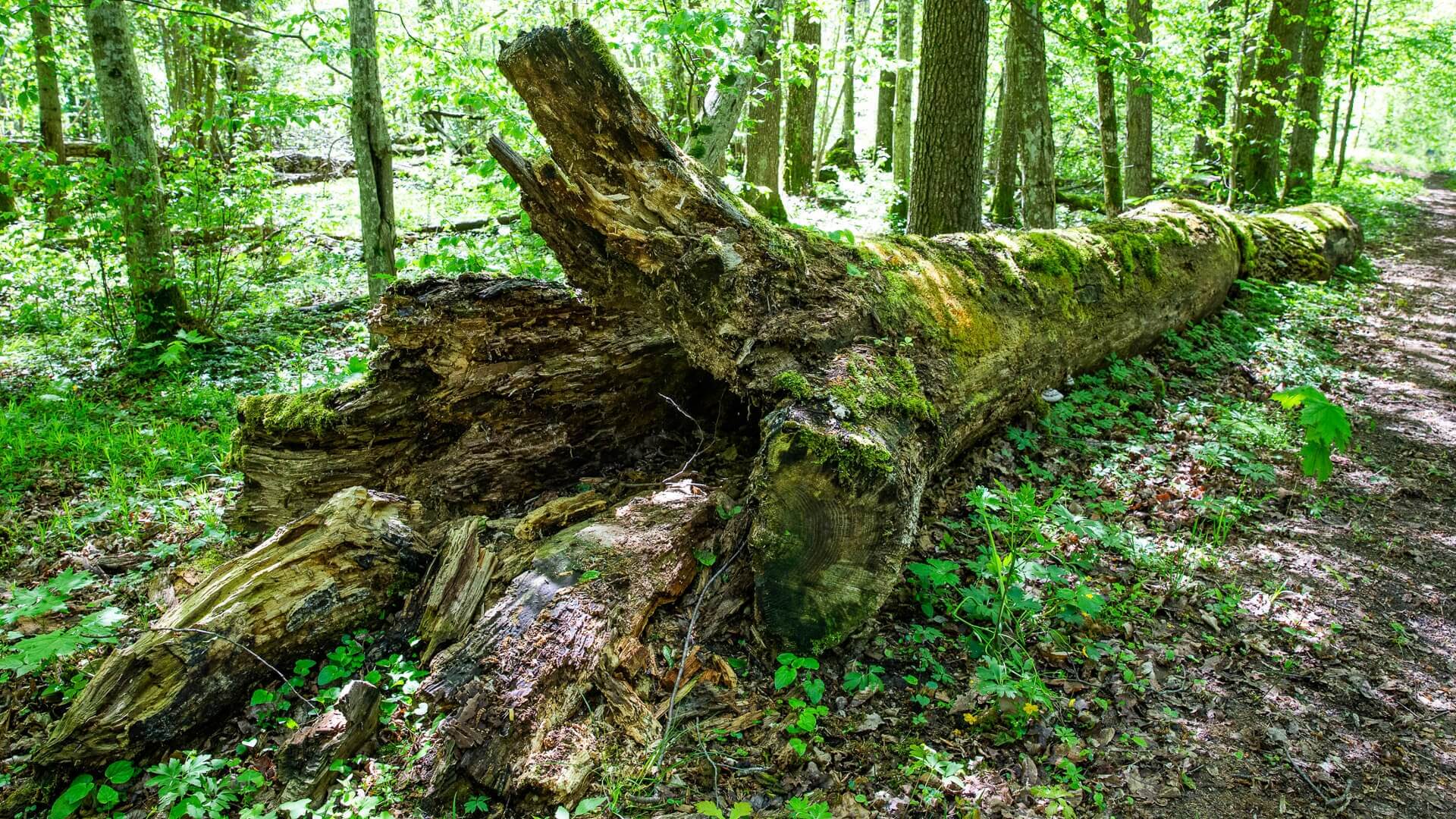 "Twardy orzech do zgryzienia" - reportaż Anety Gałaburdy i Joanny Sikory