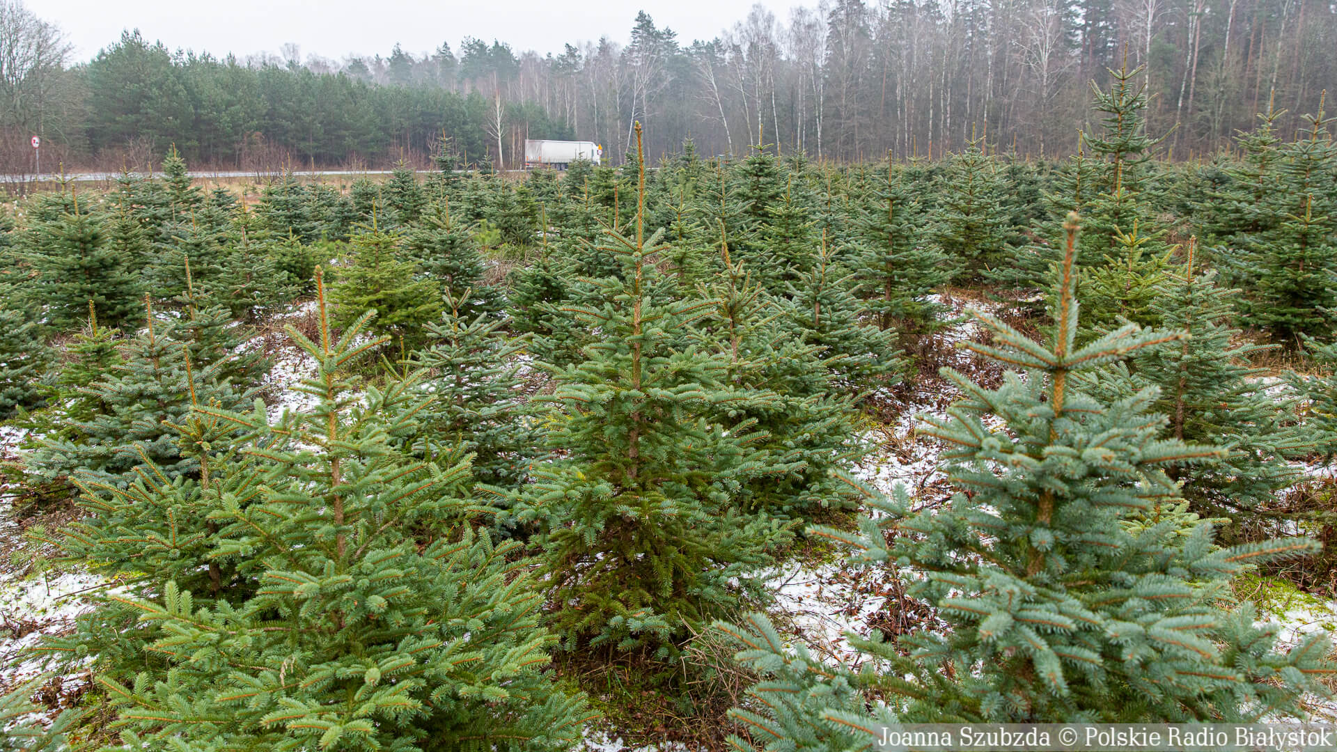 Policja i leśnicy kontrolują lasy, by nie dochodziło do nielegalnej wycinki choinek