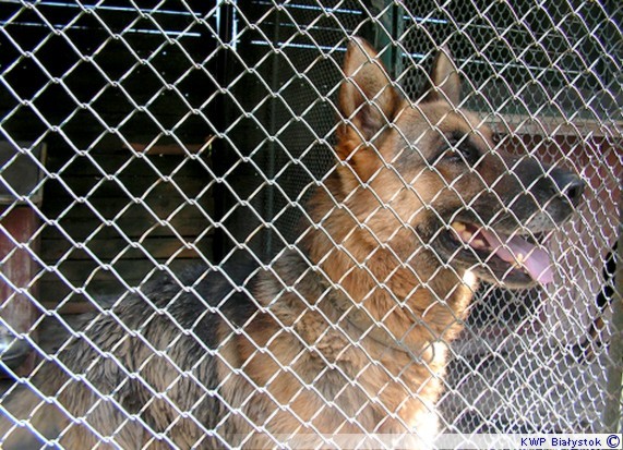 Augustów:  Chłopiec pogryziony przez psa