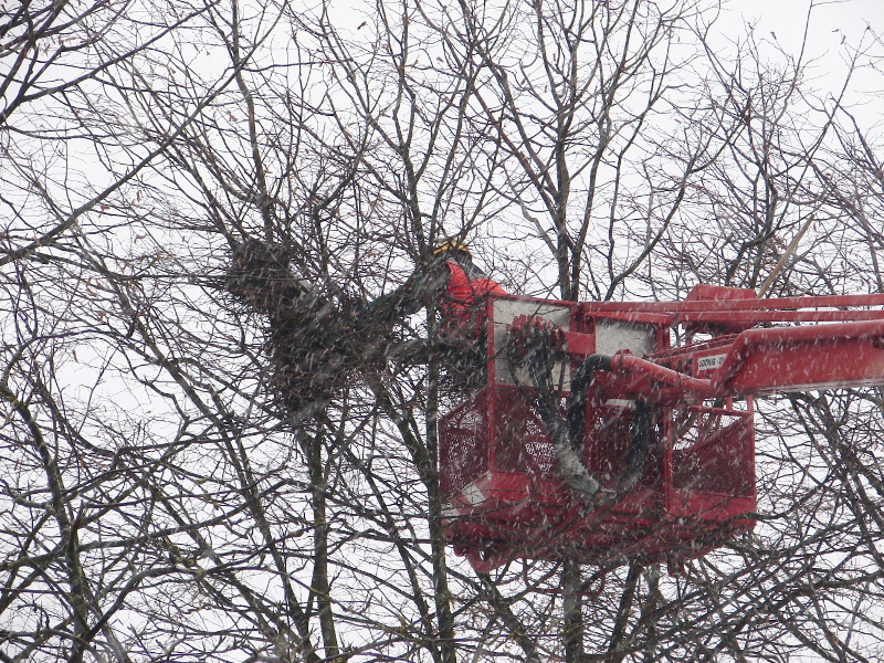 Wysokie Mazowieckie walczy z wronami [zdjęcia]