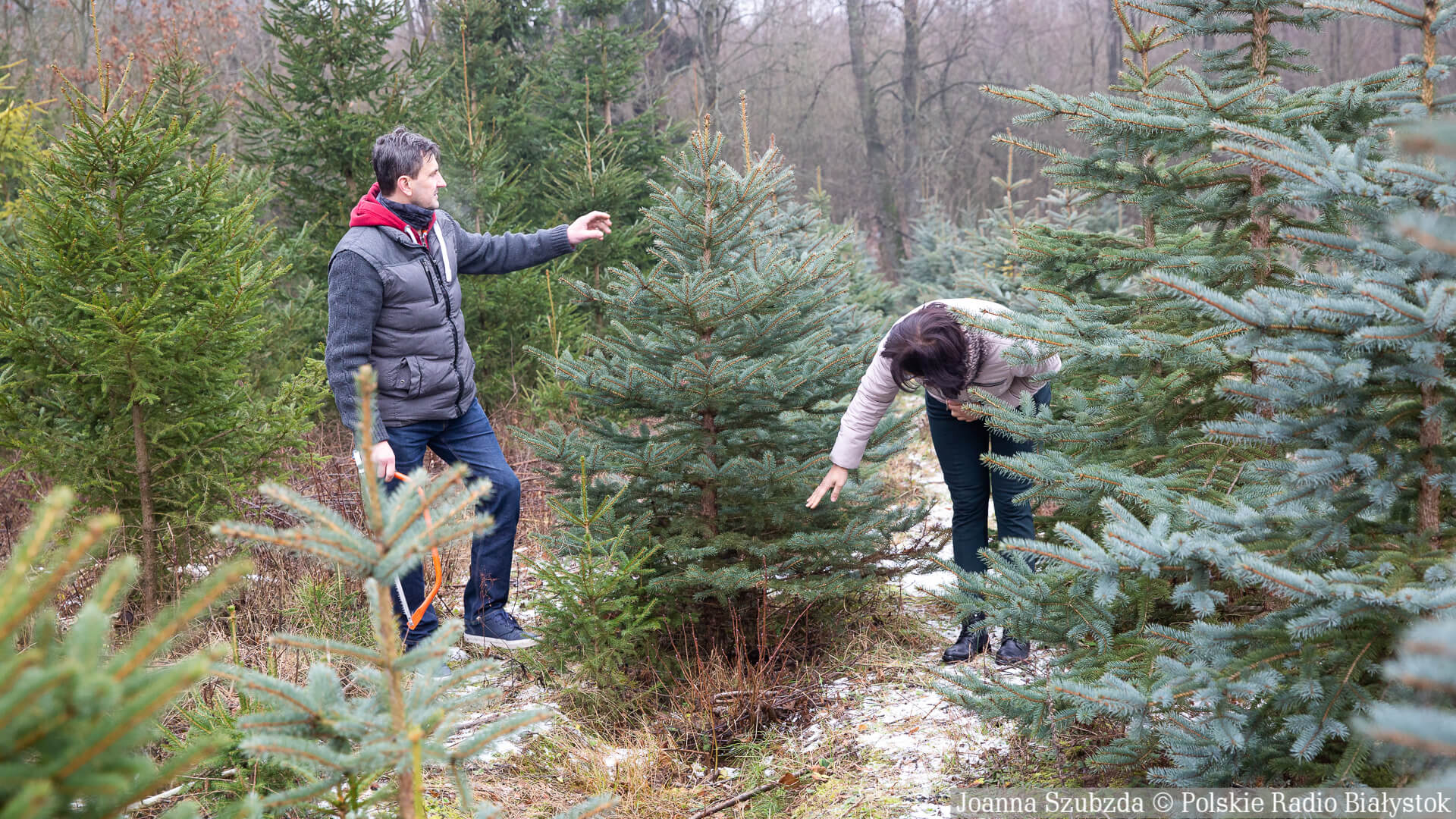 "Choinkobranie" w Przewalance - można samemu wyciąć świąteczne drzewko