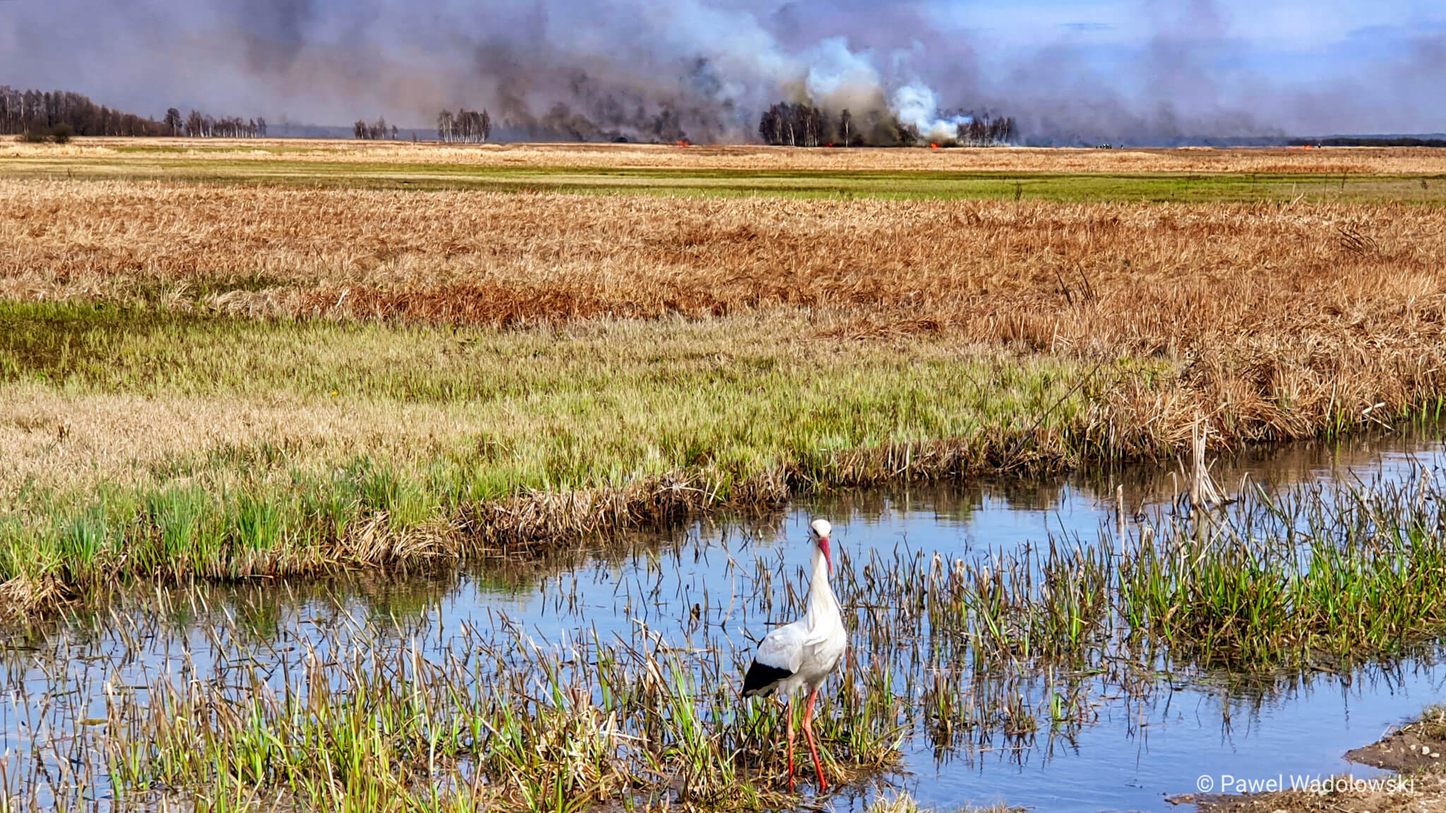 Jakie szkody wyrządził pożar w Biebrzańskim Parku Narodowym? - rozpoczęły się badania naukowców