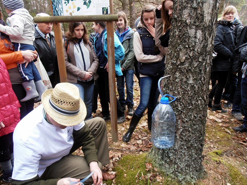 Wystawy, zawody i pozyskiwanie soku brzozowego – Święto Brzozy w Poczopku