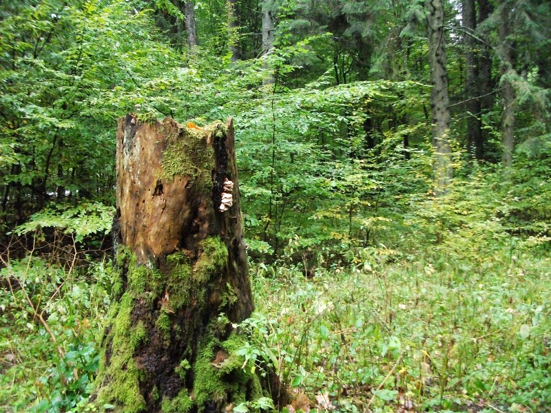 Branża turystyczna za cofnięciem zakazu wstępu do Puszczy Białowieskiej