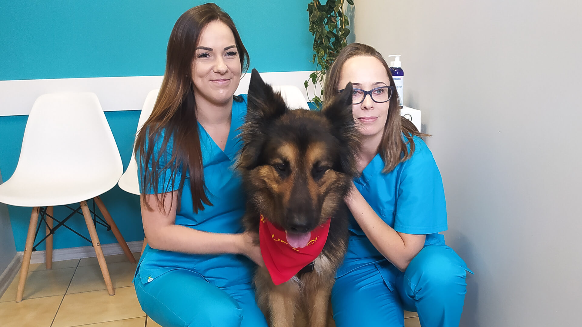 Zbiórka krwi od psów i kotów w Białymstoku