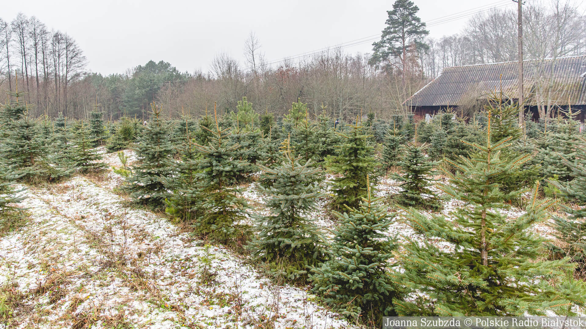 Nadleśnictwa w Augustowie i Suwałkach rozpoczynają sprzedaż choimek