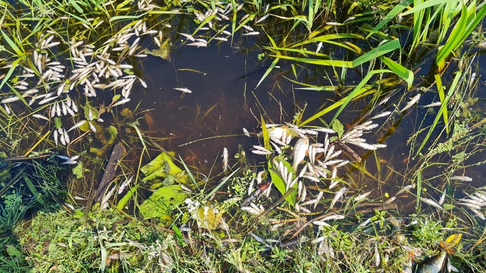 Bardzo wysoka temperatura, ulewne deszcze i spływająca woda z pól - to przyczyny śnięcia ryb w rzece Supraśl [zdjęcia]