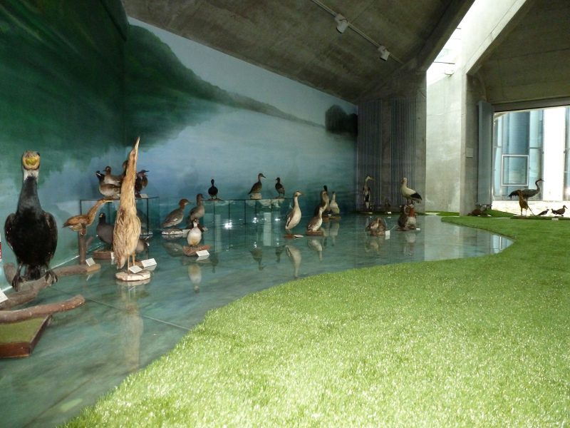 Blisko 800 nowych eksponatów w centrum przyrodniczym Uniwersytetu w Białymstoku