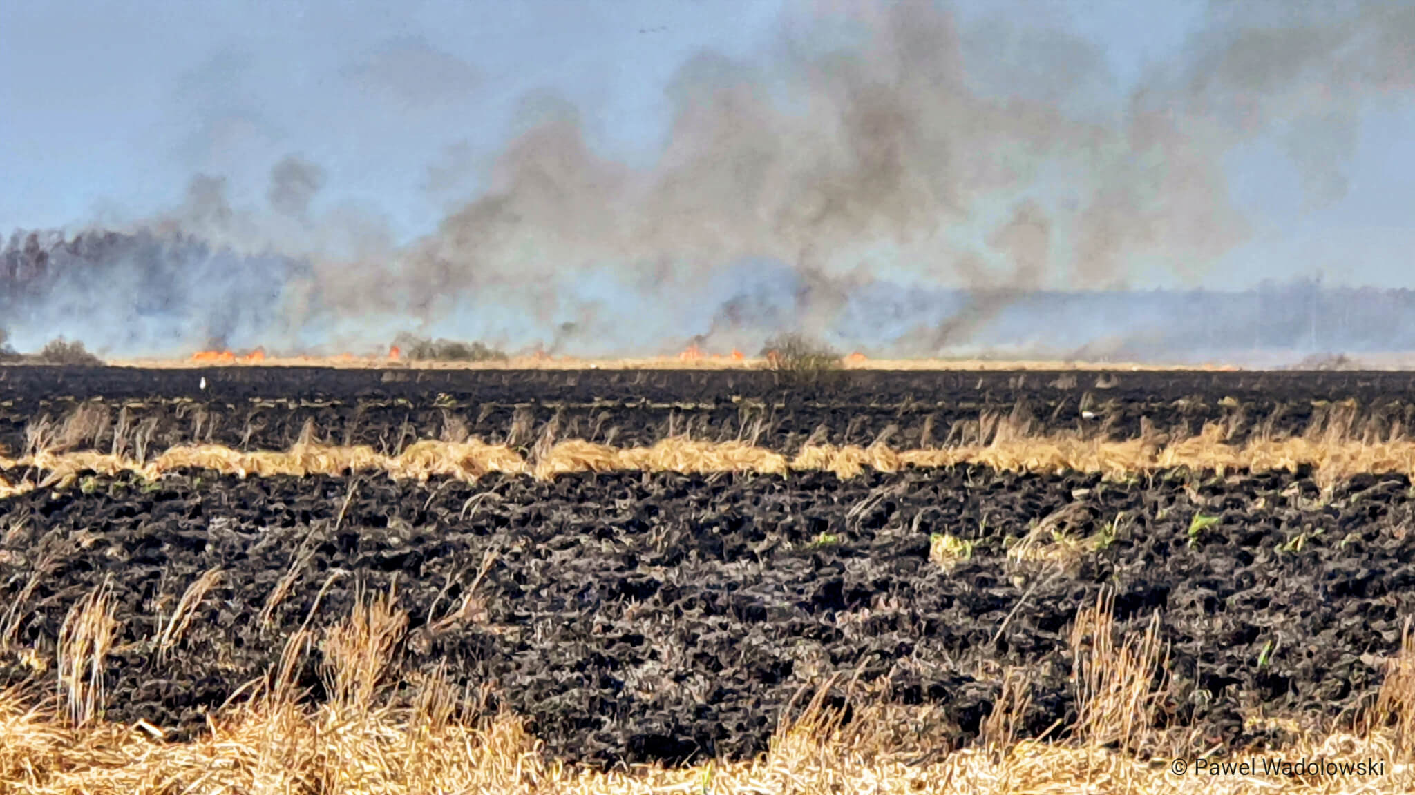 Dyrektor Biebrzańskiego PN wyznaczył nagrodę za wskazanie podpalacza