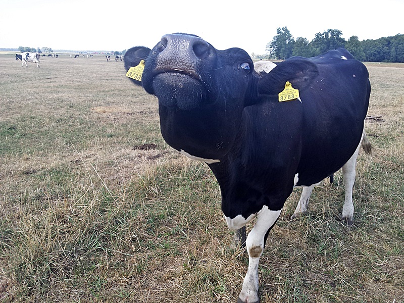 Mlekpol z Grajewa przejmuje suwalską Sudowię