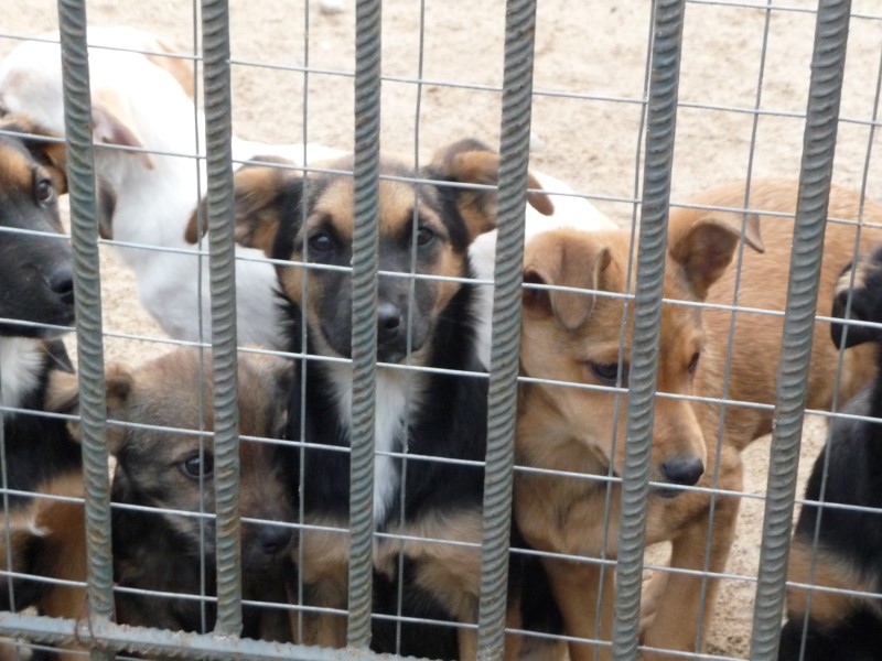 Schronisko dla psów prosi o wsparcie