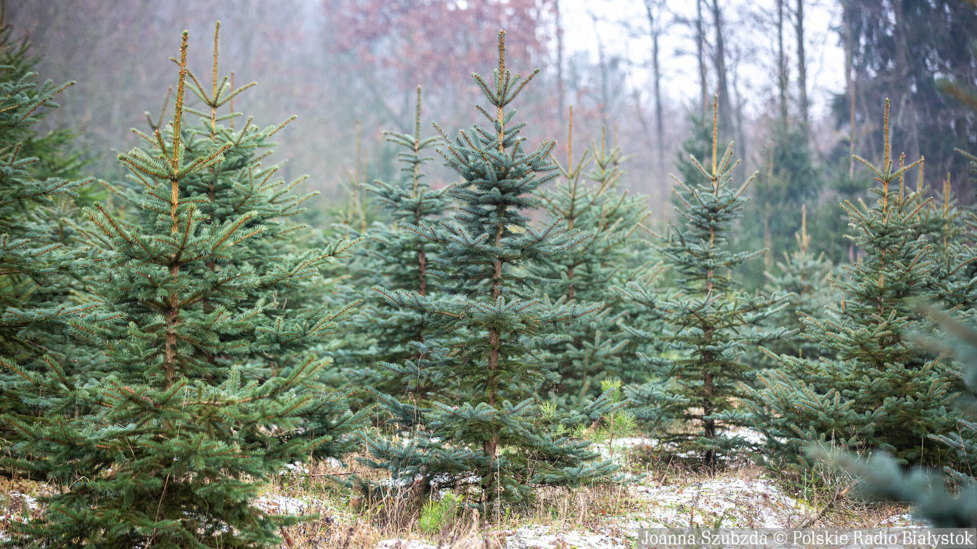 Lasy Państwowe z Podlaskiego planują sprzedać 15 tys. choinek na święta