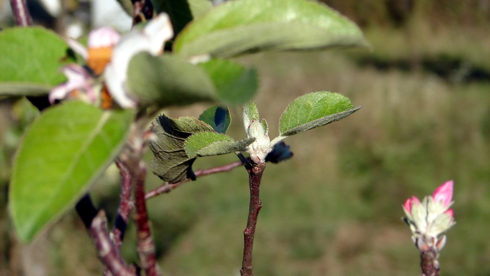 Biebrzański PN zachęca do uprawy tradycyjnych odmian drzew owocowych