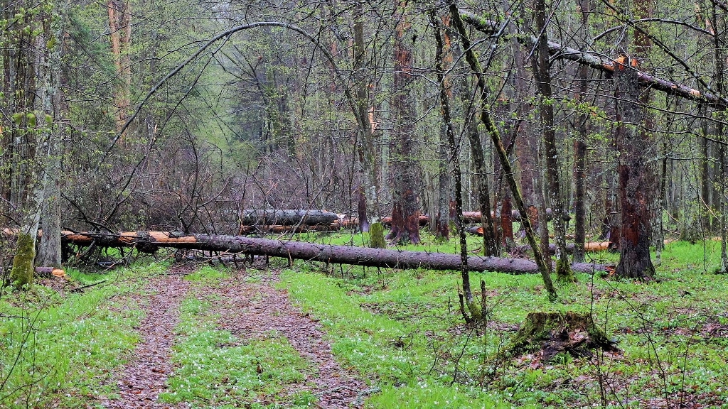 Polski rząd wystąpił do Trybunału Sprawiedliwości UE o dodatkowy czas na odpowiedź ws. Puszczy Białowieskiej
