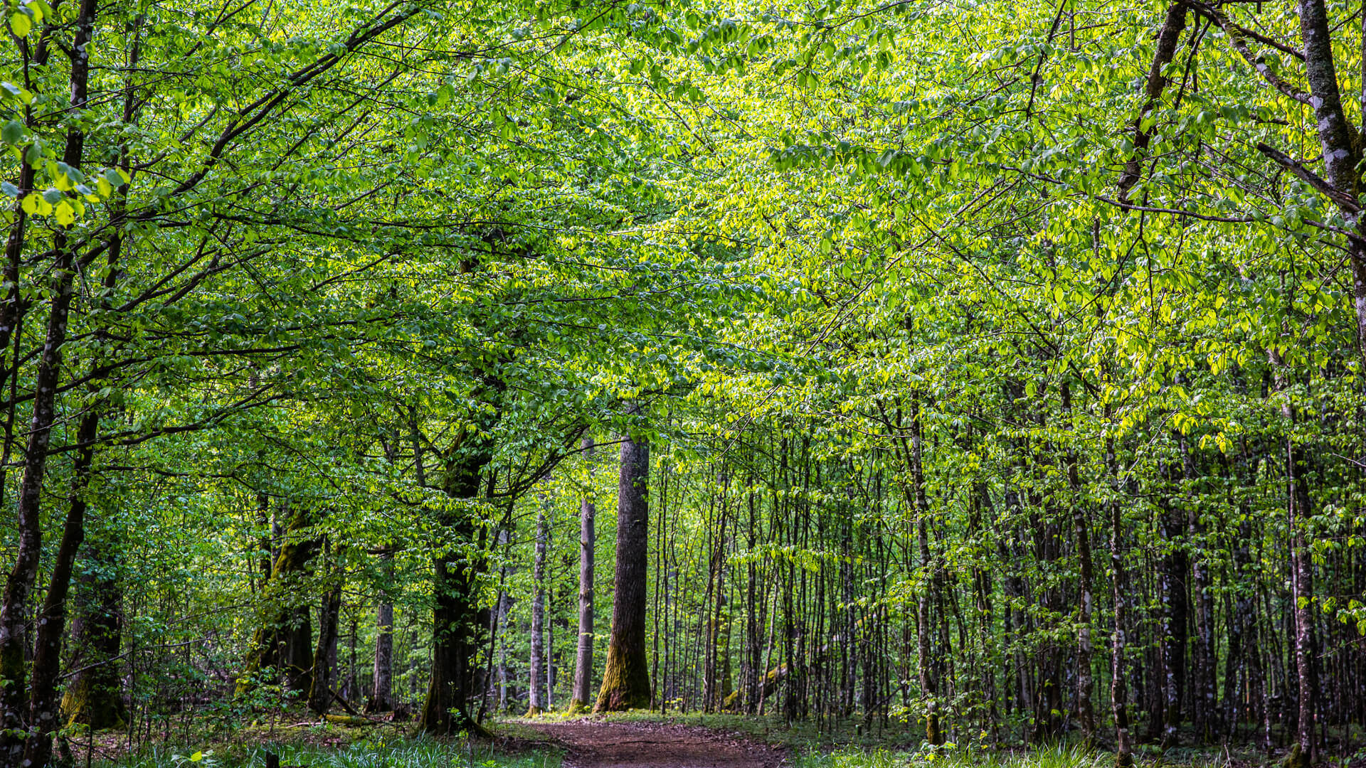Cztery strefy ochrony i nowe zasady - poznaj plan dla Puszczy Białowieskiej