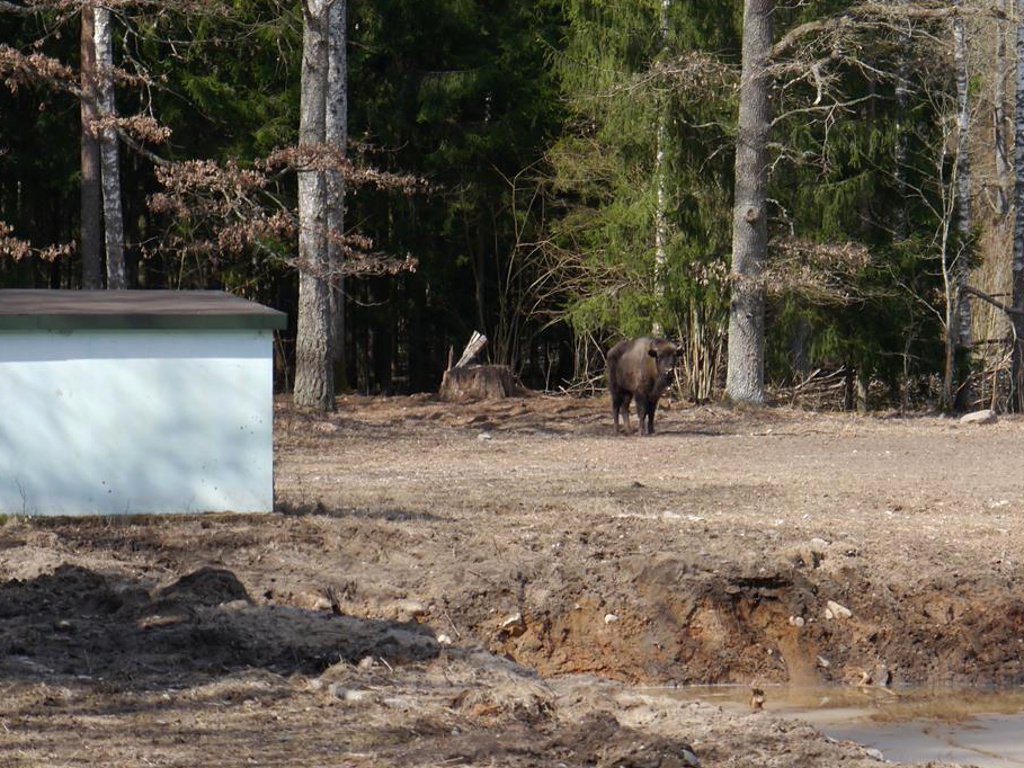 Stado żubrów już na wolności w Puszczy Augustowskiej