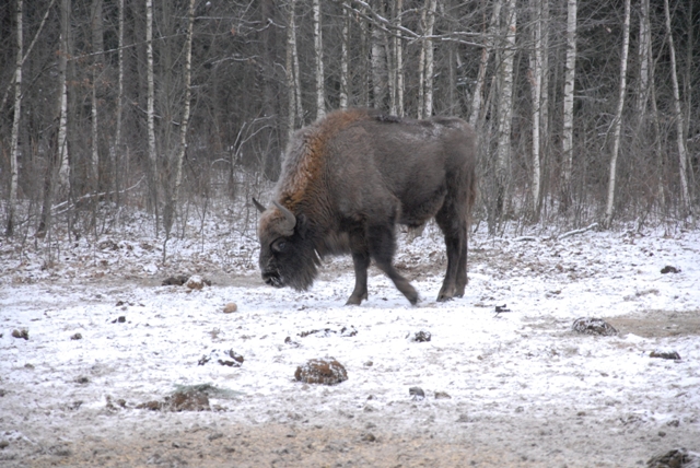Region:  Jest zgoda na odstrzał do 35 żubrów w Puszczy Białowieskiej
