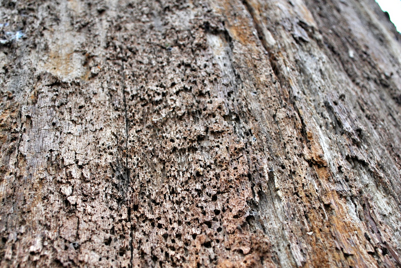 W ciągu 5 lat w Puszczy Białowieskiej leśnicy wycięli 157 tys. zasiedlonych przez kornika drzew