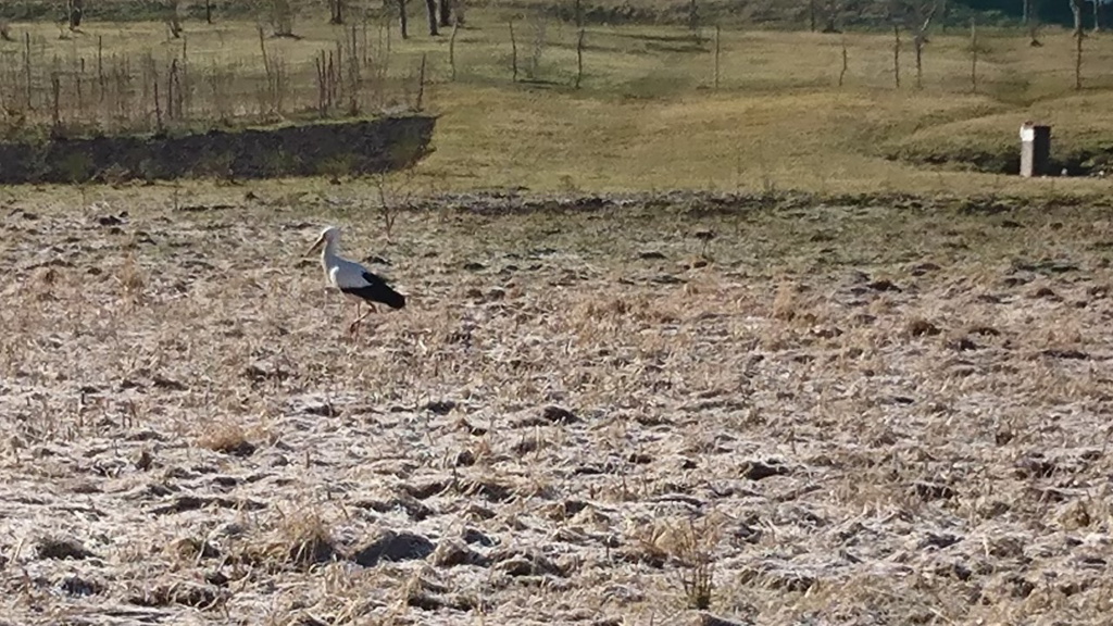 Pierwszy bocian na Suwalszczyźnie - mieszkańcy martwią się, czy ptak przeżyje