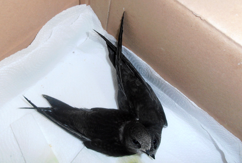 Czy budowlańcy zamurowali ptaki w otworach wentylacyjnych w budynkach Suwalskiej Spółdzielni Mieszkaniowej?