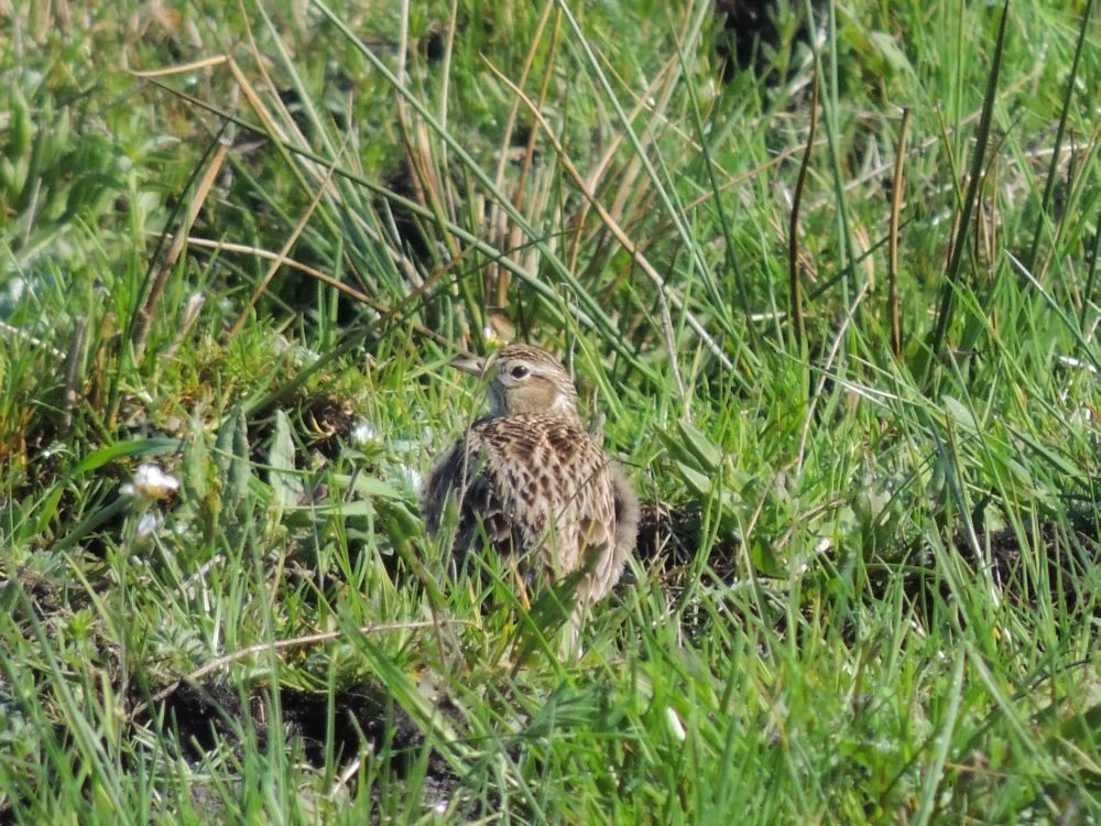 Większość ptaków już przyleciała