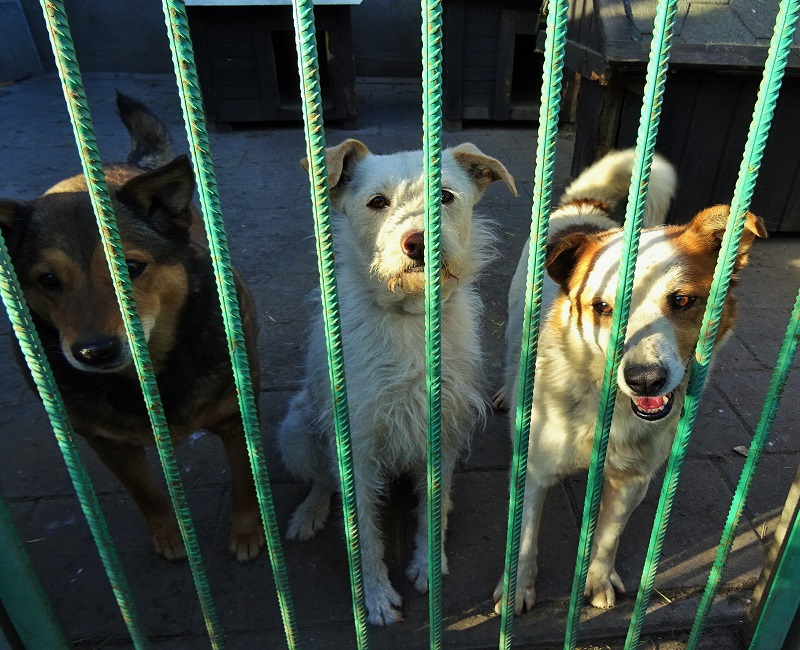 Schronisko dla zwierząt w Białymstoku szuka wolontariuszy