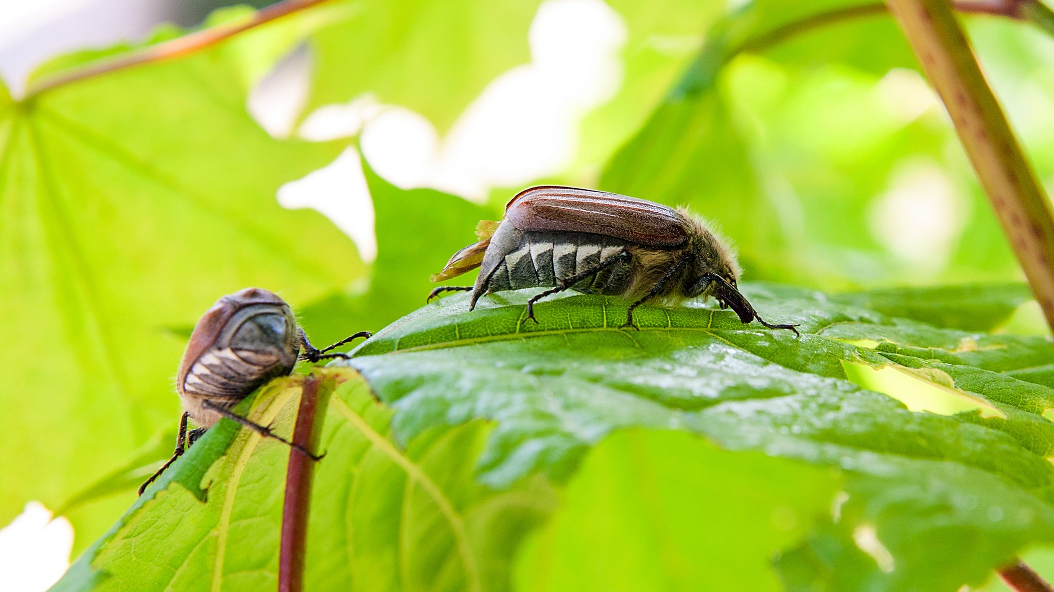 Plaga chrabąszczy majowych w okolicach Ciechanowca