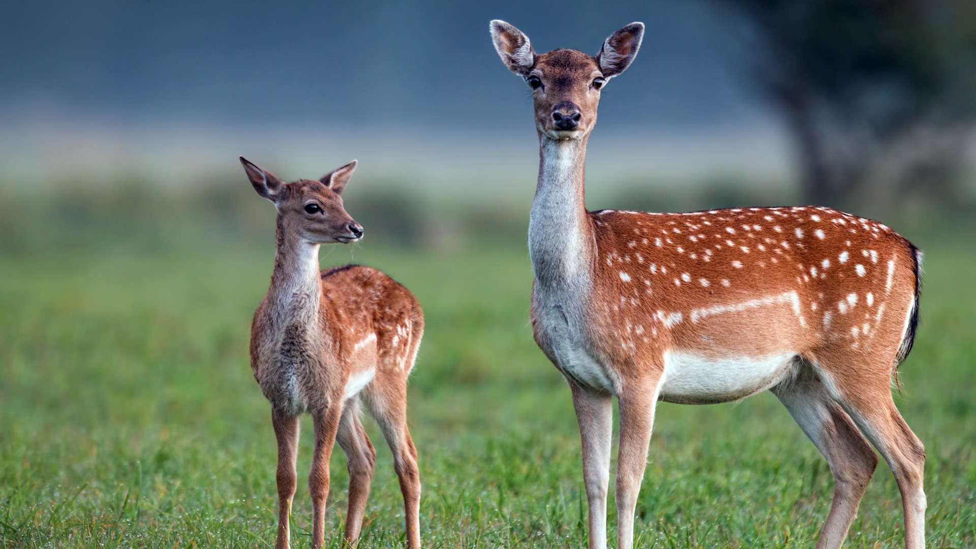Przyrodnicy z Biebrzańskiego Parku Narodowego apelują o rozwagę przy próbach pomocy zwierzętom