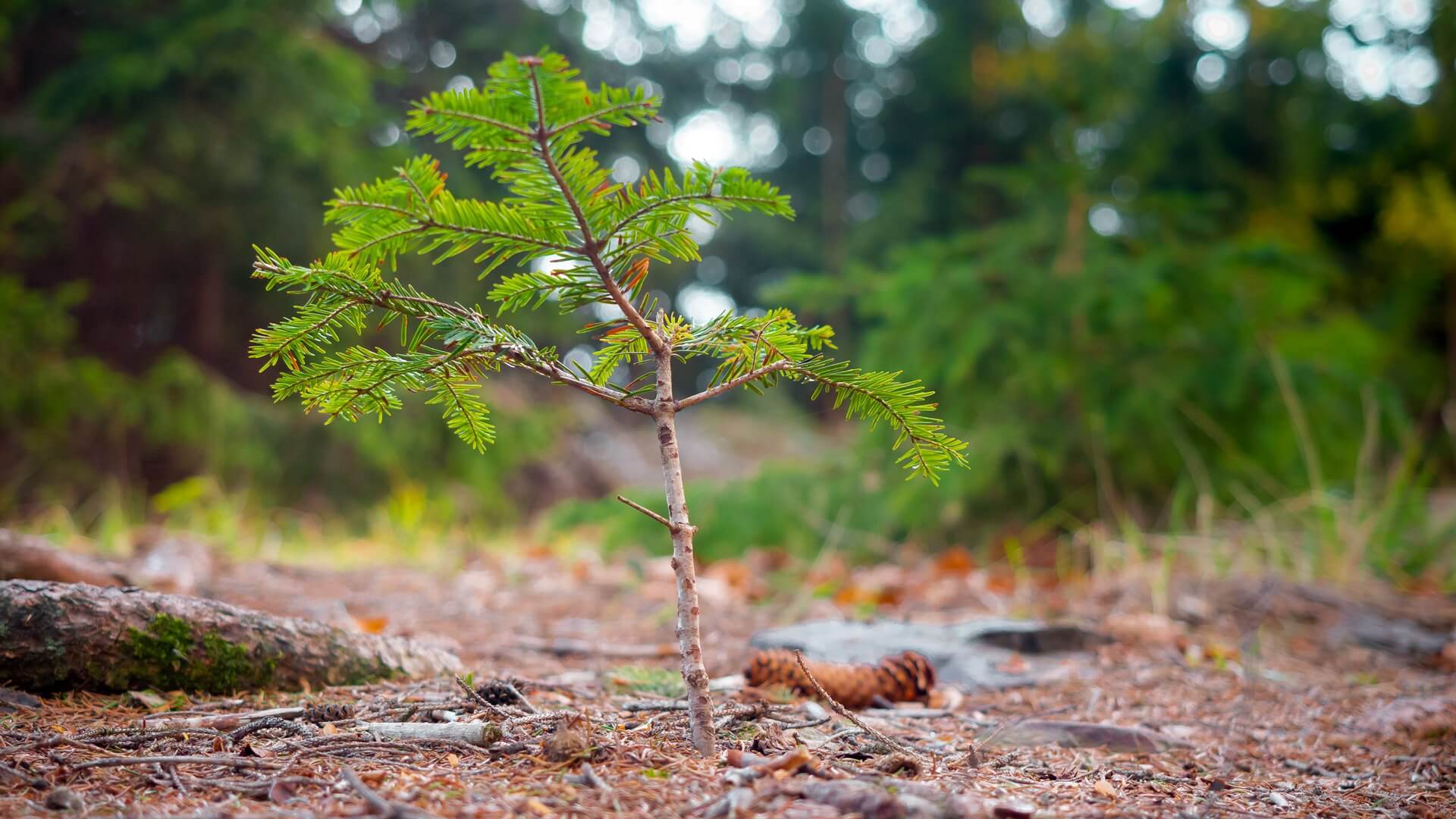 RDLP przygotowała do rozdania 72 tys. sadzonek - można je odebrać m.in. w Białymstoku