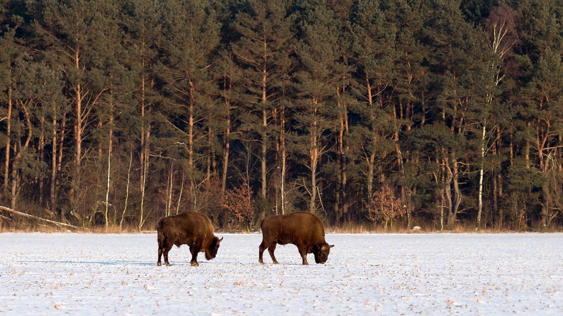 Pogawędka i Pomścibór - to imiona młodych żubrów z Rezerwatu Pokazowego BPN
