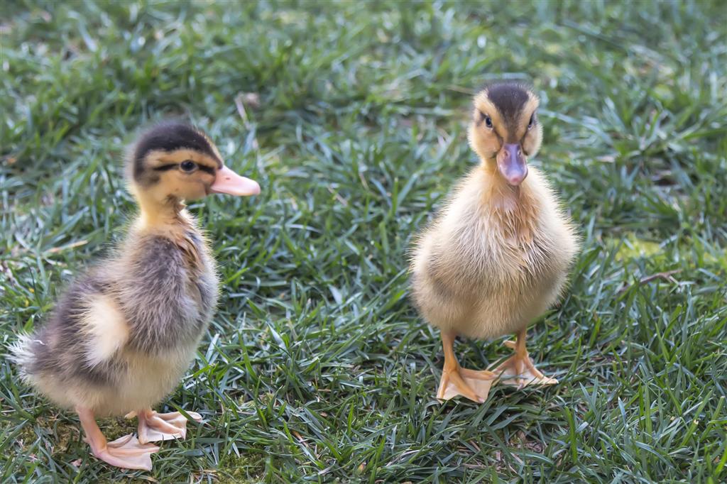 Siemiatyccy strażacy pomogli rozłączonej kaczej rodzinie