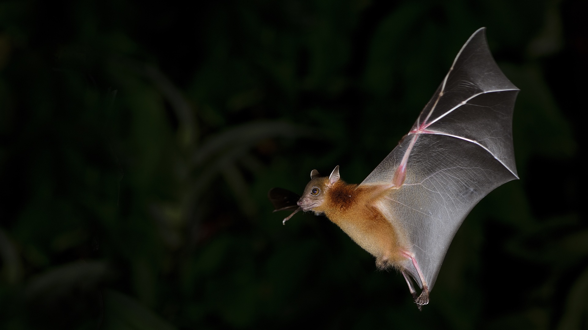 Będą konkursy, spacer i ognisko - noc nietoperzy w Supraślu