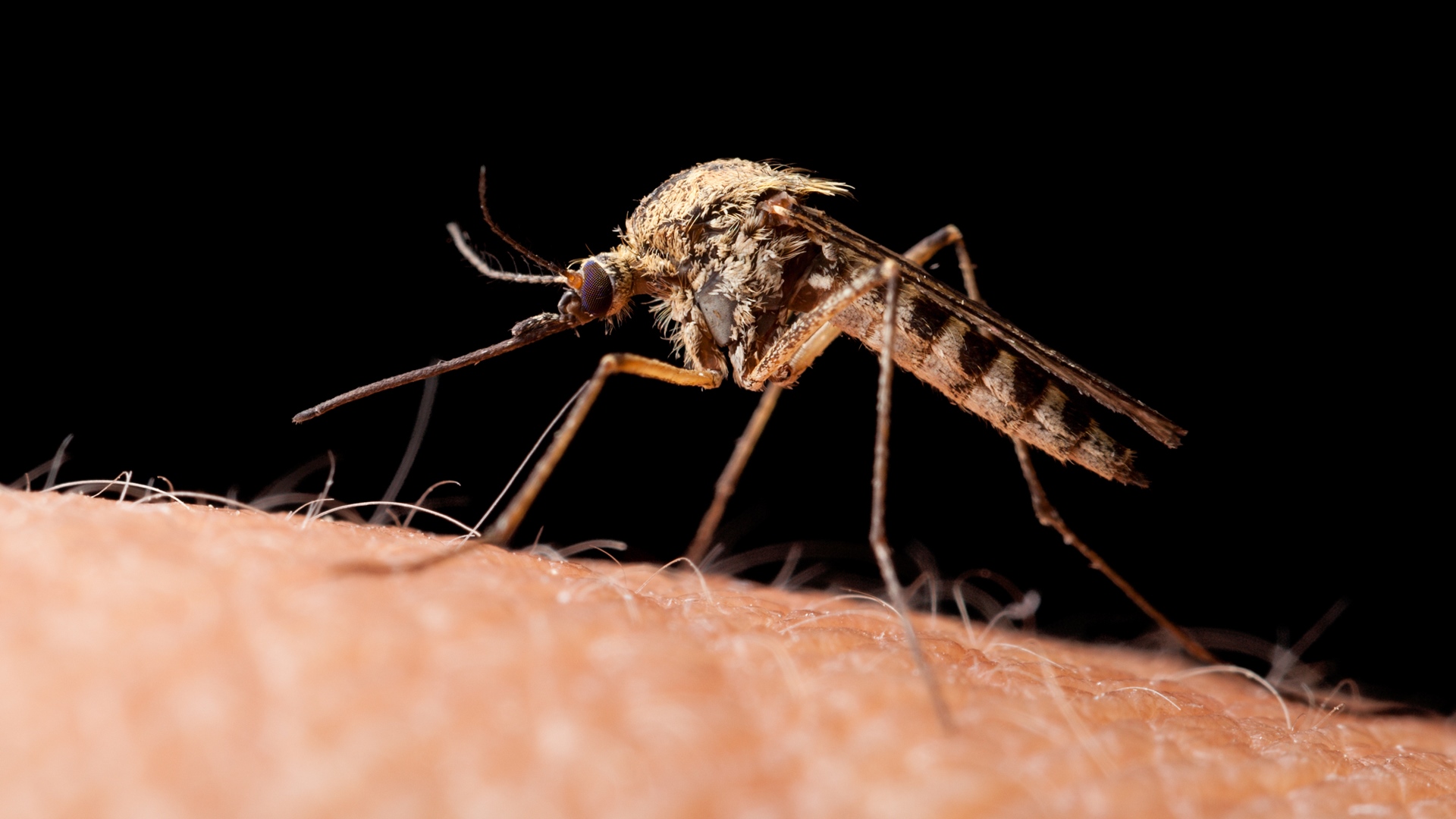 Koronawirus SARS-CoV-2 nie jest przenoszony przez komary