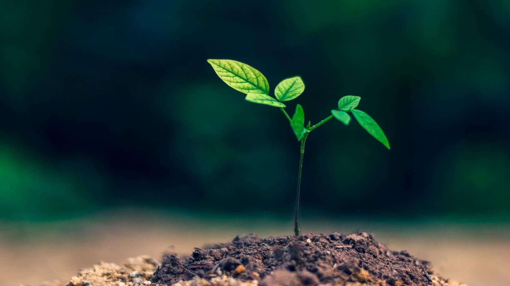 Kilkanaście tysięcy roślin posadzą w tym roku służby miejskie w Augustowie