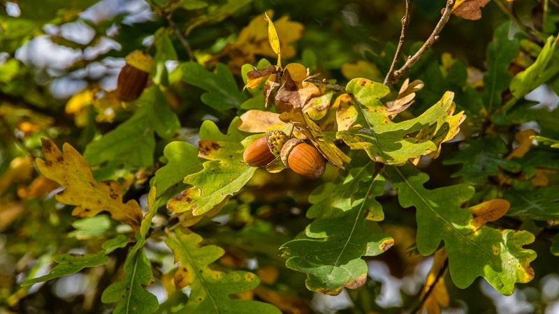W Białymstoku będą dwa nowe pomniki przyrody