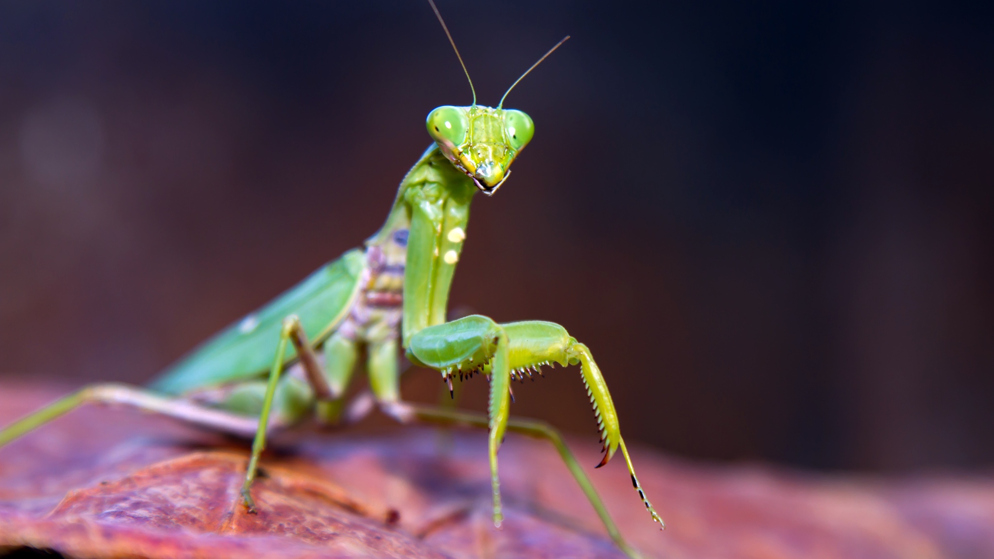 Coraz więcej modliszek na wschodzie Polski - przez zmiany klimatu