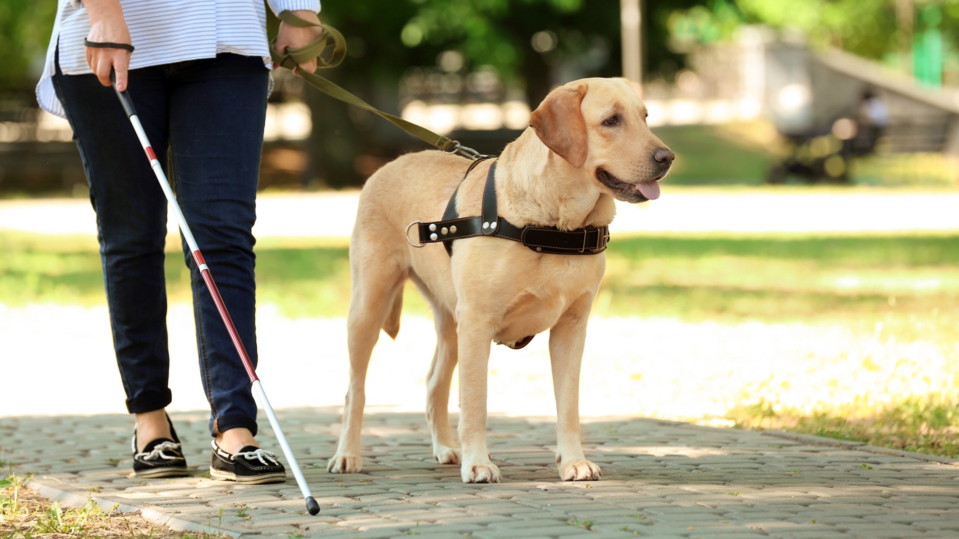 Międzynarodowy Dzień Osób Niepełnosprawnych 04.12.2019