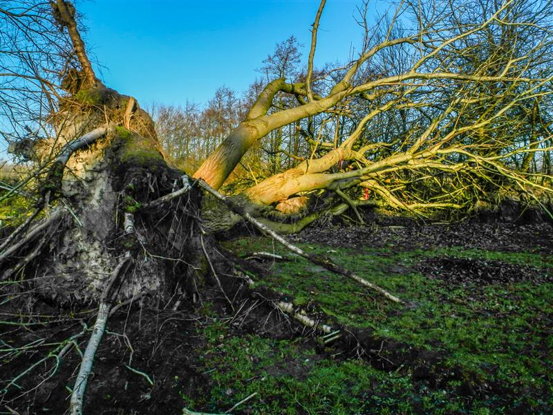 Ponad 80 interwencji straży pożarnej w Podlaskiem w związku z silnymi podmuchami wiatru