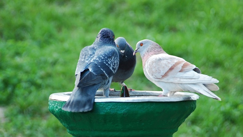 Uwaga na kleszcze przenoszone przez ptaki - ostrzegają lekarze