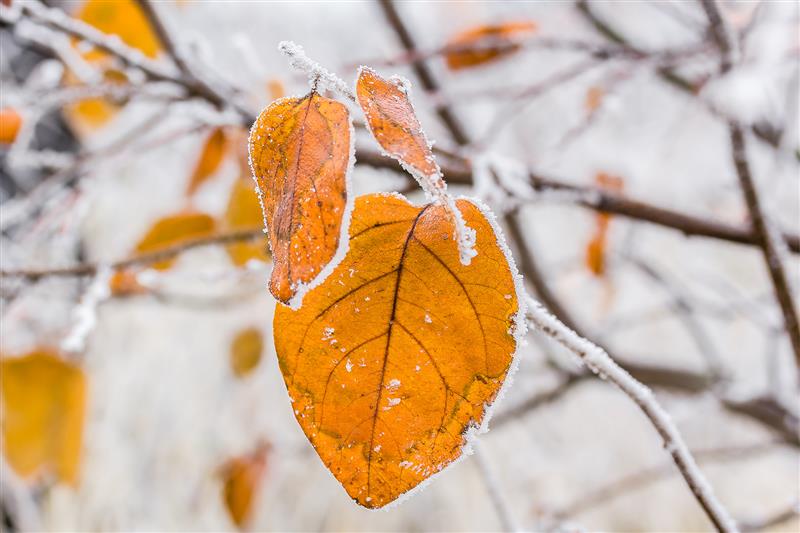 Na Suwalszczyźnie spadł pierwszy śnieg, ale to jeszcze nie zima - twierdzą synoptycy