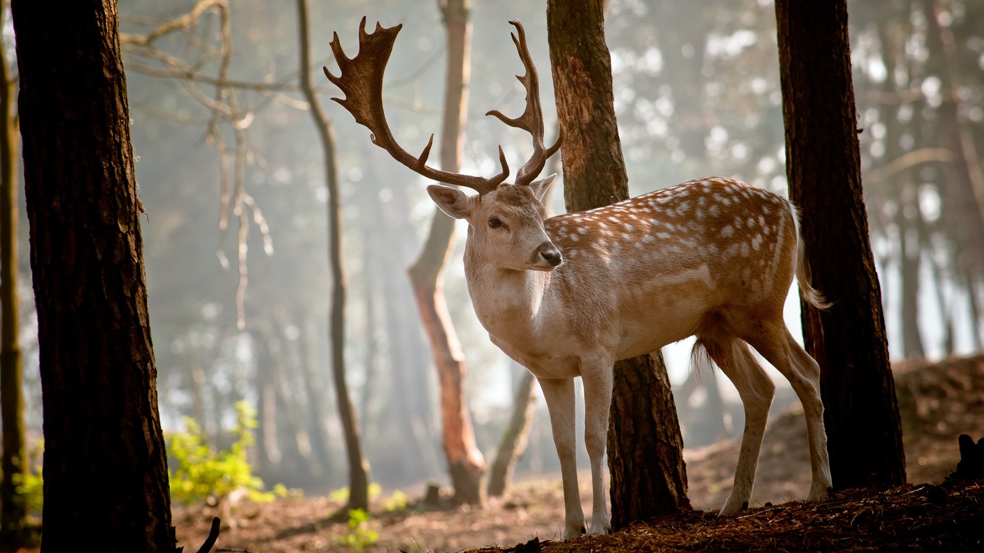 Czy powinniśmy dokarmiać zwierzynę leśną?