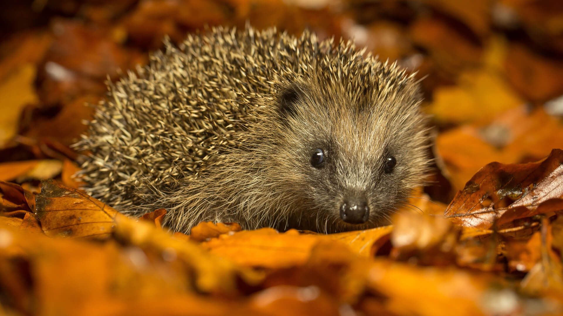 "Jeż to pożyteczny zwierz"