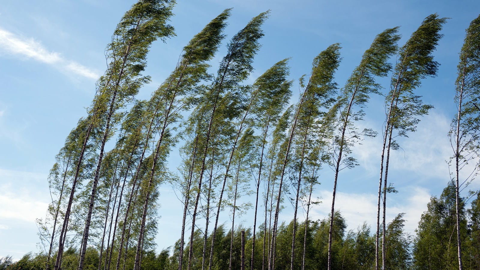 Przed silnym wiatrem w regionie ostrzegają synoptycy