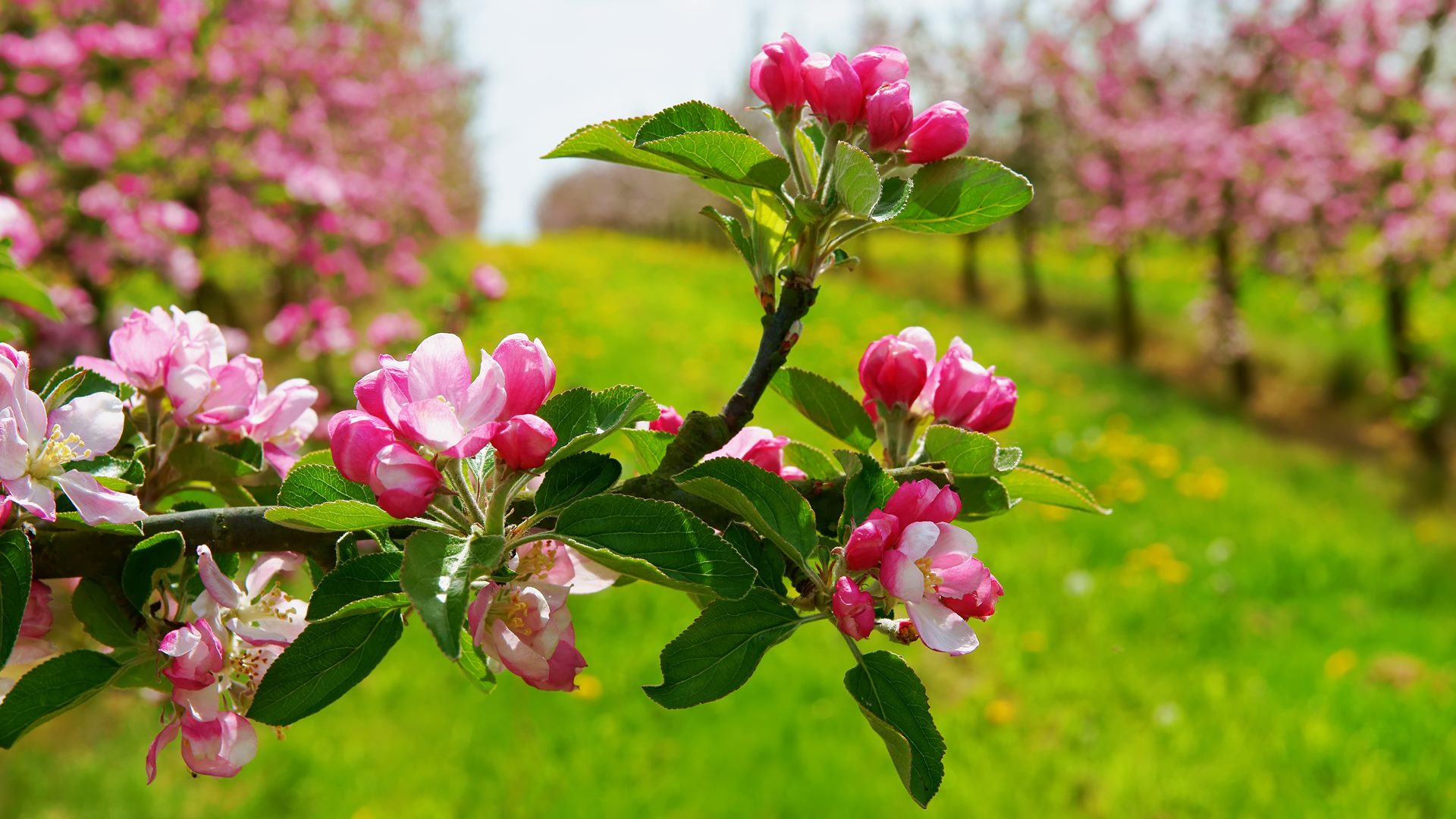 Papierówki, bojkeny, kosztele, malinówki - będą rosły w sadzie edukacyjnym na białostockim Antoniuku