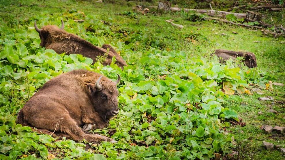 Jakie imiona będą miały młode żubry z Białowieskiego Parku Narodowego? Można składać propozycje