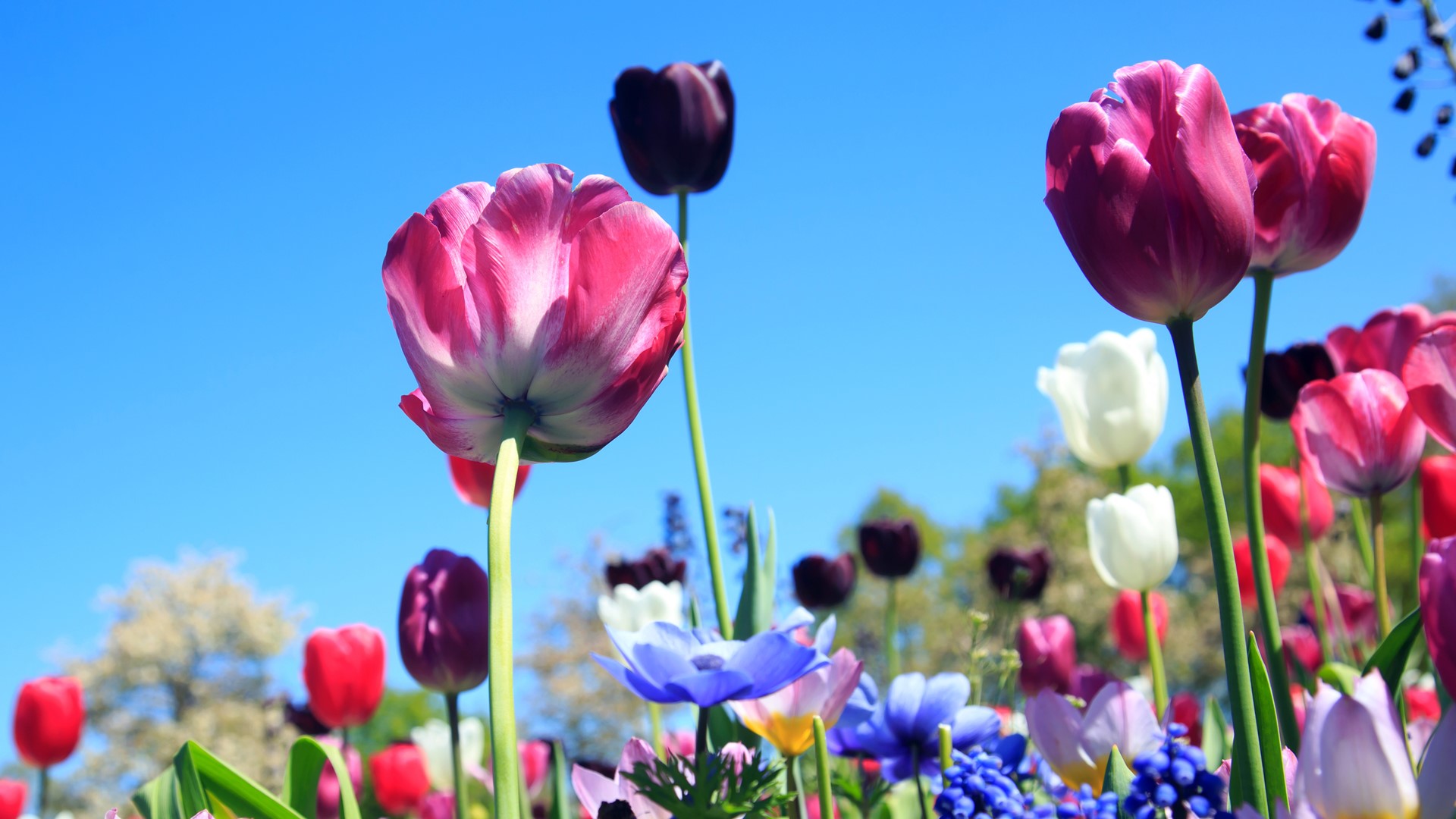 Pracownicy Biebrzańskiego Parku Narodowego ogłosili konkurs "Ogród przyjazny przyrodzie"